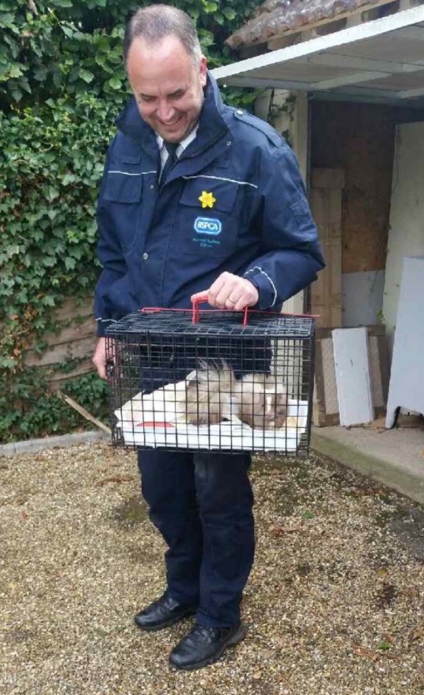 Skunk taken by RSPCA inspector